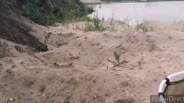 Кормление аквариумных рыб живыми дафнии смотреть онлайн