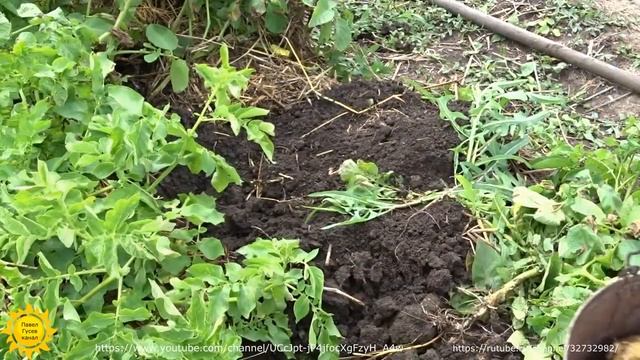 Выращивание картофеля в развал. смотреть онлайн