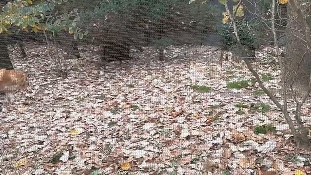 Прогулка в осеннем парке. Нью-йоркский зоопарк. Бруклин, Проспект Парк. / Prospect Park Zoo смотреть онлайн