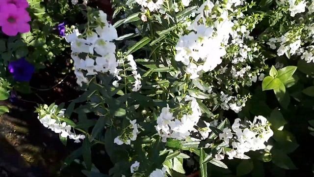 Angelonia Angustifolia - Grow & Care (Angelonia Angelface)