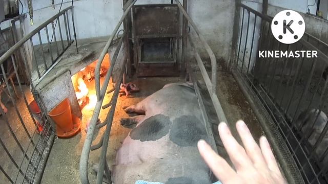 518‼️РЕКОРДНЫЙ ОПОРОС‼️ 24 ПОРОСЕНКА‼️Я В ШОКЕ‼️ смотреть онлайн