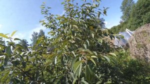 Вишня Харитоновская.