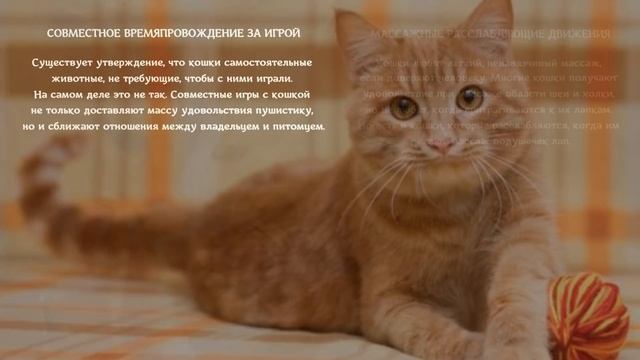 Как показать кошке свою любовь и привязанность How to show your cat your love and affection смотреть онлайн