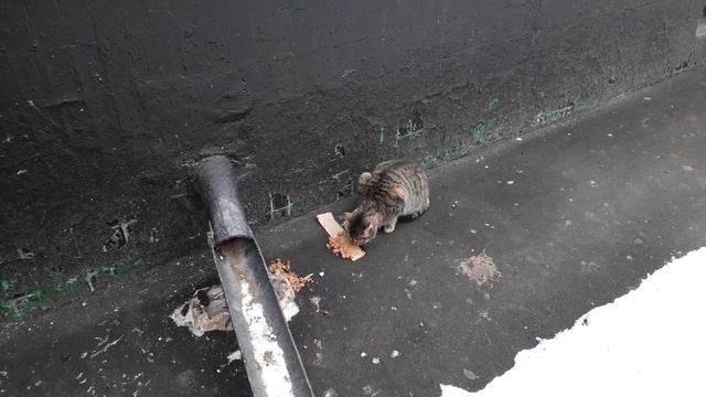 Коты перезимовали! смотреть онлайн