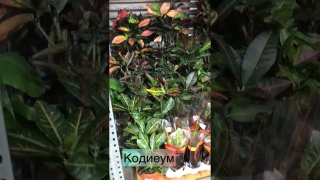 Кодиеум смотреть онлайн