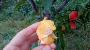 Персик Харроу Даймонд /Harrow Diamond/ 2017