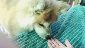 Как отучить щенка кусаться | Акита ину длинношёрстный щенок Даймон