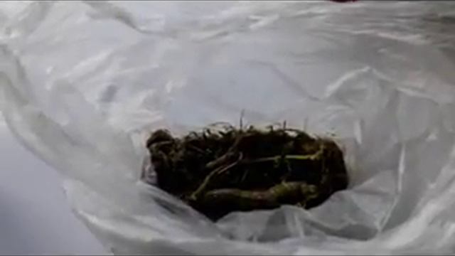 Мои дендробиум нобиле и фаленопсис. смотреть онлайн