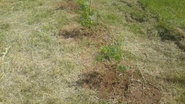 CCRES Cercis Canadensis In The Field / Regenerative Agriculture