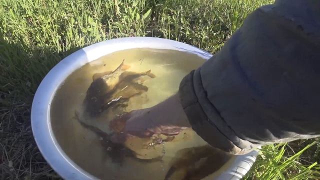 ЛОВЛЯ НА ВЕРШУ ВОТ ТАК УЛОВ | ЭКСПЕРИМЕНТ | ЗАКИНУЛ ВЕРШУ НА НЕДЕЛЮ . смотреть онлайн