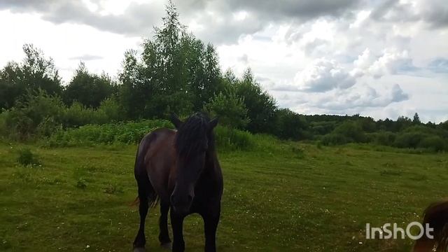 ЛОШАДИ/СУПЕРСКАЯ ЖЕРОБКА ОТ ЖЕРЕБЦА ЗАБАРА/horses/super heavy hauler смотреть онлайн