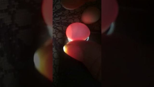 овоскопирование яиц волнистого попугая смотреть онлайн