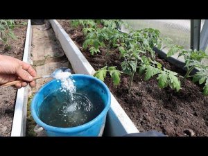 Секрет огромного урожая томатов раскрыт! Кальциевая селитра как лучшее удобрение для помидор летом.