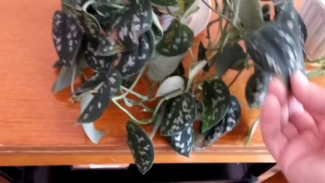 Почему скручиваются листья у Эпипремнума расписного. смотреть онлайн