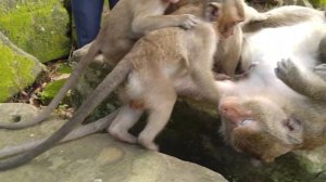 Big Baby monkey cry cry to get more milk from mom monkey but mom monkey not agree