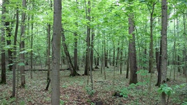 Жара...Июнь...Измайловский лес! Часть 3-я. Финальная. смотреть онлайн