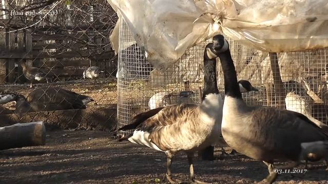 Знакомство канадских казарок с гибридными казарками. (Canada Geese, hybrid Canada Geese) смотреть онлайн