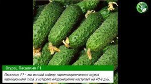 Огурец Пасалимо F1: краткие характеристики огурца