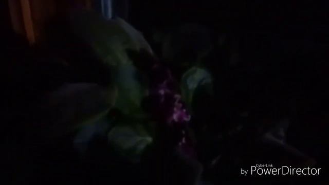 Фильм ужасов.#орхидея смотреть онлайн