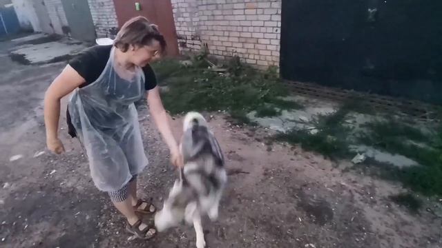 WashDogs | Как помыть хаски! смотреть онлайн