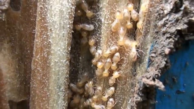 СтройИнсайдер