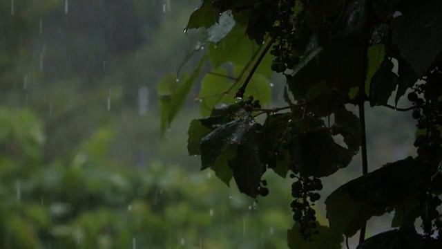 Релаксирующий звук дождя для отдыха и сна. Крепкий и комфортный сон... смотреть онлайн