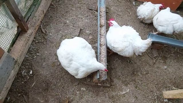 Почему у бройлеров понос. Как я быстро избавилась от поноса у бройлеров.