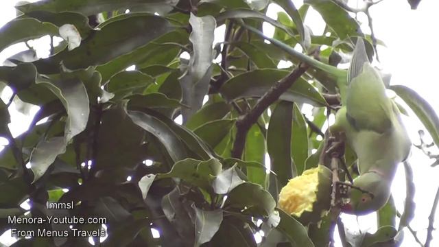 Black- headed Golden Oriole, Brown-headed Barbet,Parrot, Common Tailorbird- Purple rumped Sunnbird смотреть онлайн