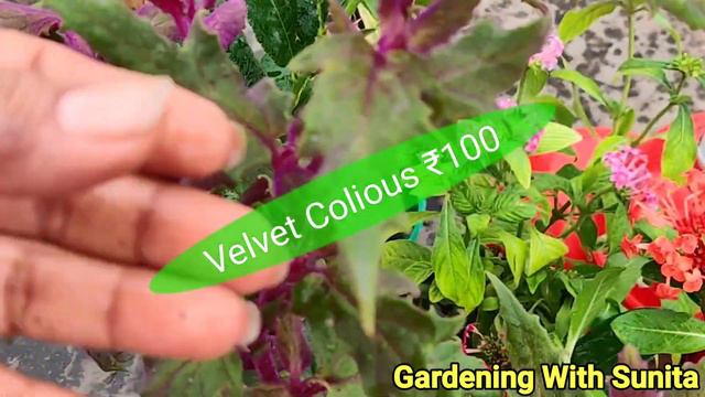 LAALOO ने लाए NURSERY SE प्यारे प्यारे प्लांट देखा तो DIL KHUSH HO GAYA AAP भी देखें !summer plant смотреть онлайн