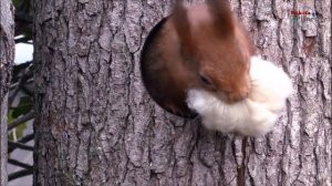 Красная белка . Red squirrel