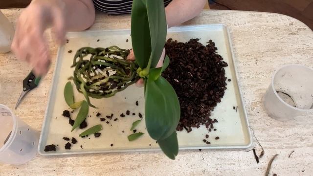 ORCHIDS. STRANGE PLANTED IN THE GREENHOUSE - NEED TO BE RE-POTTED.