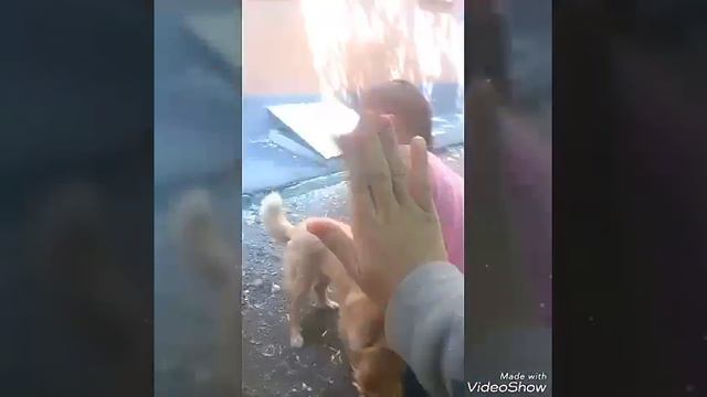 Прогулка в иркутске/гуляю с собакой / прыгаем через заборчик /соня с его мой на перегонки ! смотреть онлайн