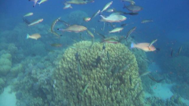 Шикарный снорклинг около отеля Корал Бич Мотаза. Шарм-эль-Шейх. Египет.