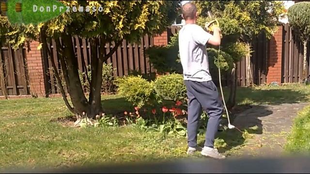Pruning Juniper pfitzeriana.Przycinanie jałowca (Juniper pfitzeriana 'Old Gold') смотреть онлайн