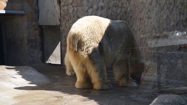 挨拶するメンシコフさんとウスラーダさん (Меньшиков и Услада приветствуют друг друга)（2016. 5. 7 レニングラード動物園） смотреть онлайн