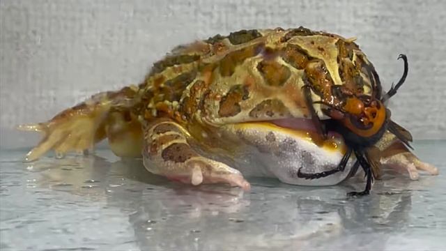 Лягушка и шершень смотреть онлайн