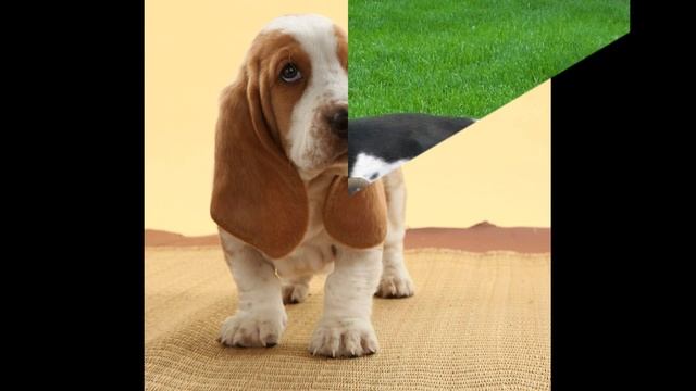 Бассет-хаунд (Basset Hound) - породы собак