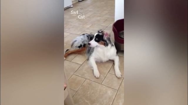 Australian Shepherd Dog Compilation смотреть онлайн