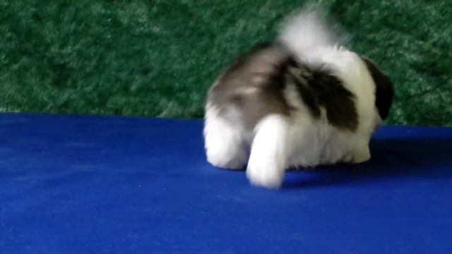 ШИ ТЦУ МАЛЬЧИК 1.5 МЕСЯЦА смотреть онлайн