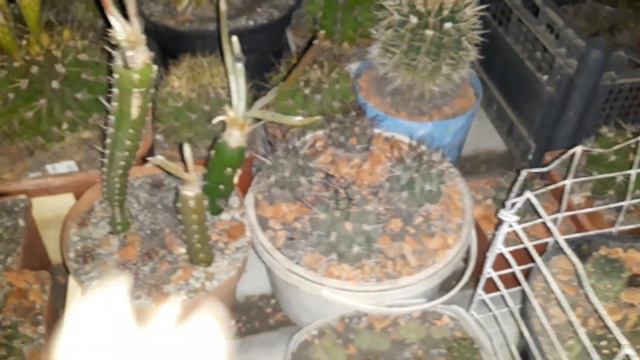 Вечерняя прогулка среди кактусов. Лето ,жара смотреть онлайн