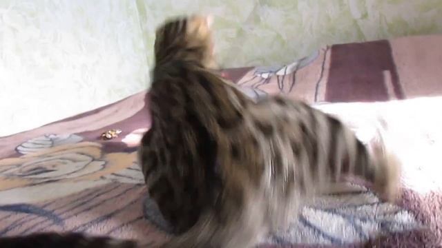 бенгальская кошка