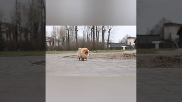 Померанский шпиц Торик