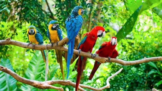 29 июня Международный день тропиков / Міжнародний день тропіків / International Tropical Day смотреть онлайн