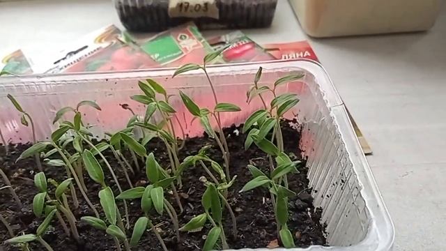 РАССАДА ПОМИДОР ВЫТЯНУЛАСЬ это моя ошибка смотреть онлайн