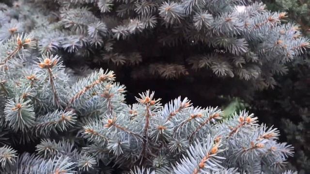 Видео на камеру Iphone 7