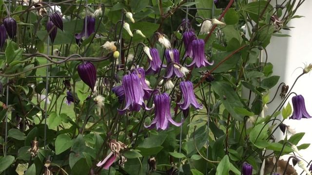 Clematis 'Roguchi' | www.gardencrossings.com смотреть онлайн