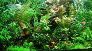 Течение  и фильтрация в аквариуме. Что общего?