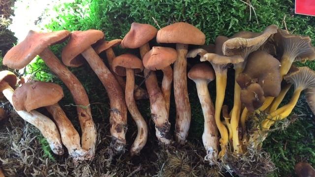 Toppig giftspindling l Cortinarius rubellus เห็ดพิษร้ายแรงทำลายไต | Yui in Lund, Sweden? смотреть онлайн