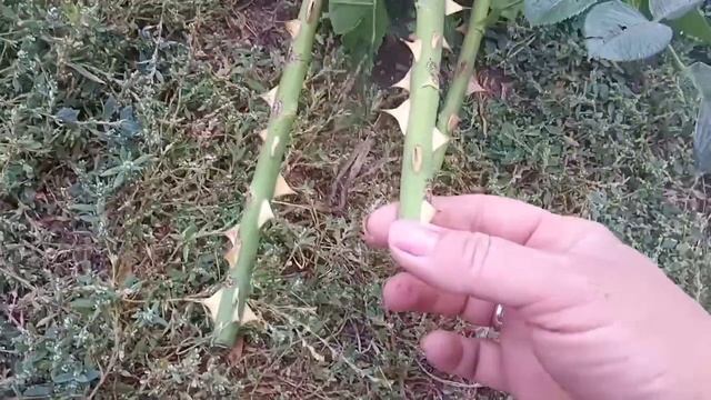 ?Правильная посадка и пересадка розы осенью. смотреть онлайн