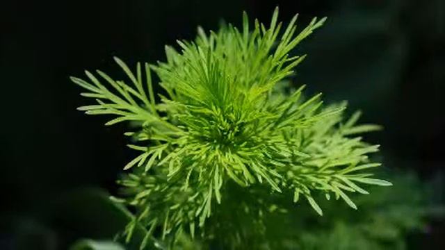 Casio CDP-230R Tone #624 GM Oboe смотреть онлайн